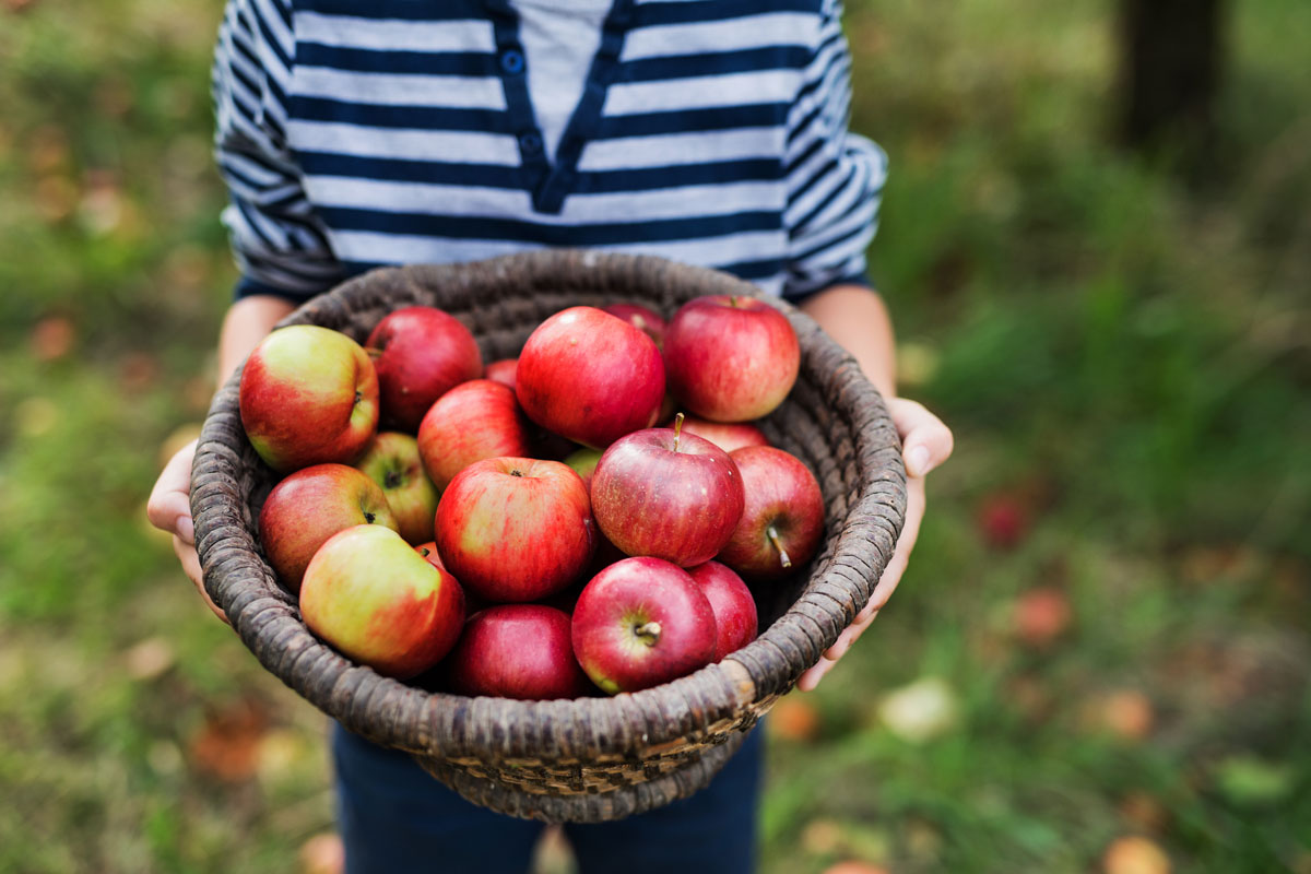 Panier De Fruits Pomme